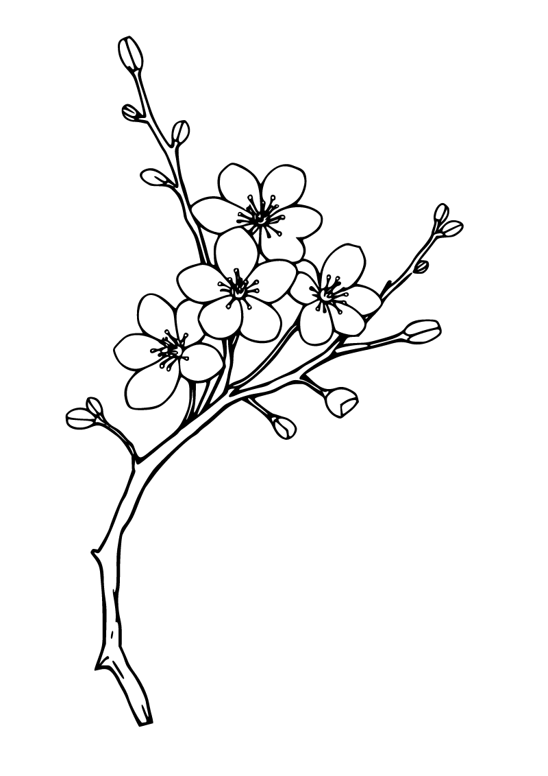Printable cherry blossom coloring page for kids